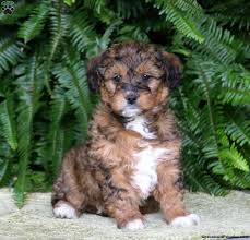 Golden retrievers come from scotland. Mini Goldendoodle Puppies For Sale Greenfield Puppies
