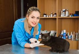 Setelah berlaku cirit birit, kucing atau anak kucing biasanya akan hilang berat badan, ada juga tumbesaran terbantut, badan jadi lemah, gusi pucat, najis hitam dan banyak lagi. Kucing Jalanan My On Twitter Boleh Tak Nak Suntik Vaksin Sekali Je Tak Cukup Untuk Perlindungan Menyeluruh Kucing Tetap Berisiko Untuk Dapat Penyakit Tersebut Jika Protokol Di Atas Tak Dipenuhi Lengkapkan