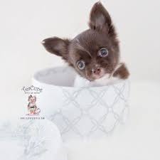 Teacup Chihuahuas And Chihuahua Puppies For Sale By Teacups Puppies Boutique Teacu Teacup Chihuahua Puppies Cute Teacup Puppies Chihuahua Puppies For Sale
