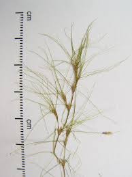 Image result for Najas graminea