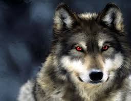 Vahsi Kurt Resimleri Fondo De Pantalla Lobo Lobos Lobo Alfa