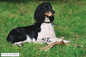 Image result for anglický špringršpaněl