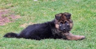 We did not find results for: Longcoat Male Located In California German Shepherd Breeder Puppies For Sale Haus Amberg Shepherds
