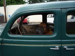 Image result for Tiber Tan 1936 Plymouth