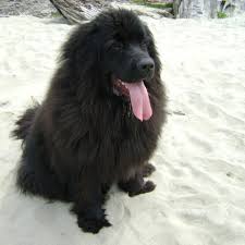 Big Fluffy Dog Breeds Black And Brown Pin On Big Dogs