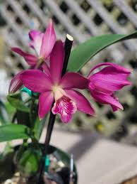 Image result for Actinanthella