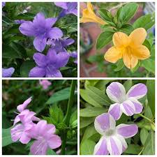 Image result for Barleria cristata