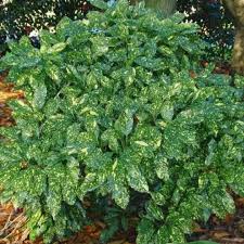 Image result for Aucuba