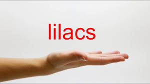 As someone else mentioned, there is no absolutely correct way to say a word, it depends on the local dialect. How To Pronounce Lilacs American English Youtube