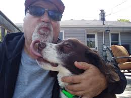 English springer spaniel morning playtime