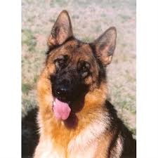 Where beauty meets brawn, colorado, adel haus german shepherds. Five Peaks German Shepherds German Shepherd Dog Breeder In Elizabeth Colorado