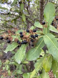 Image result for Pavetta uniflora