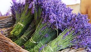 Check spelling or type a new query. Bimet Magjike Te Tokes Shqiptare Mjekesore Dhe Aromatike Infokult