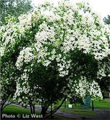 All images are selected from field guide: 13 Flowering Trees Of Texas Ideas Flowering Trees Trees To Plant Plants