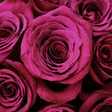 Maybe you would like to learn more about one of these? Dark Pink Flowers For Sale Dark Pink Flower Flower Explosion