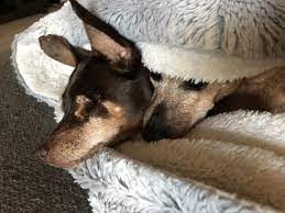 Proven tips from dog experts that has worked for more than 875,000 dog owners worldwide. Almost Home Dog Rescue Home Facebook