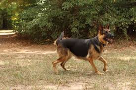 You may either find your future puppy amongst our published german shepherd puppies for sale or, based on a special search, we will locate your future german. Shepherd Country