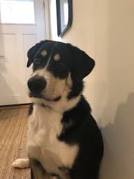 We did not find results for: Bernie Bernese Mountain Dog Husky Mix Aww