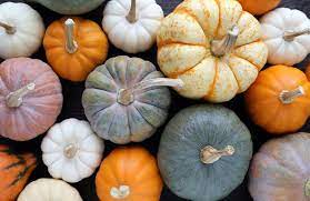 Pumpkins require 100 or more days to reach harvest. 12 Things You Didn T Know About Pumpkins The Daily Meal