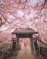 11 11 On Twitter In 2020 Cherry Blossom Japan Aesthetic Japan Nature Photography
