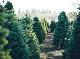 Maybe you would like to learn more about one of these? Christmas Tree Store Winstones