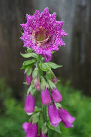 Pin On Herbs