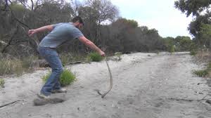 The man encountered the dugite while walking at lancelin, north of perth, yesterday afternoon. Dugite Brown Snake Youtube