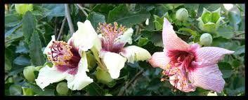 Image result for Hibiscus pusillus