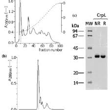 Image result for Crotalaria paulina