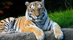 The Siberian Or Amur Tiger Is Considered A Critically Endangered Species With The Primary Threats To Its Surviva Siberian Tiger Tiger Species Thailand Tiger