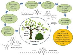 Image result for Connaraceae