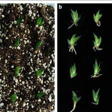 Find the housing that suits your needs: Pdf Effects Of Light Intensity And Plant Growth Regulators On Callus Proliferation And Shoot Regeneration In The Ornamental Succulent Haworthia