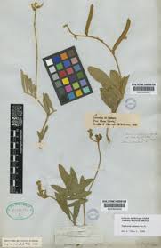 Image result for Tephrosia acaciifolia