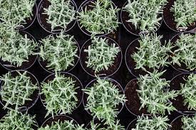 Für das pflanzen von lavendel in einen kübel gelten die gleichen bedingungen wie bei der freilandpflanzung. Lavendel Pflanzen Wann Ist Der Beste Zeitpunkt