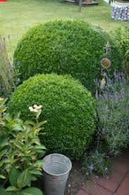 Die gartenschere eignet sich für behutsames wenn sie ihren buchsbaum in eine geometrische figur schneiden möchten, dann nutzen sie dafür eine schablone. Den Buchsbaum Richtig Pflegen Und Vermehren Garten Ratgeber Net Garten Tipps Fur Hobbygartner