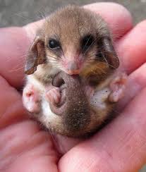 pygmy possums are tiny marsupials endemic to australia