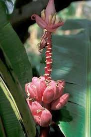 Image result for Premna velutina