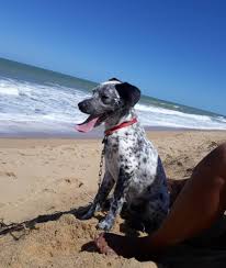 Bailey the golden retriever / chow mix breed dog at 1 1/2 years old. 42 Dalmatiner Mischlingsrassen Hunde Zentrale