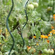 Du semis à la plantation, entretien et maladie, nos conseils pour une belle récolte de tomates. Tuteur Plante Comment Bien Choisir Jardins Animes
