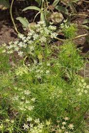 Image result for Agrocharis incognita