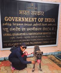 Check spelling or type a new query. Big Dog Drake Moves To India Big Dogs The Big Dog Pets