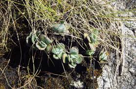 Image result for Isoglossa milanjiensis