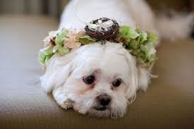 Des Idees Pour Un Porte Alliances Original J Ai Dit Oui Porte Alliances Original Porte Alliance Mariage De Chien