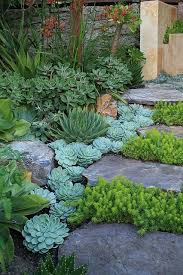 A Waterfall Of Echeveria Elegans Plants Beautiful Gardens Succulents Garden
