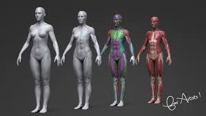Female Anatomy Reference Anatomy Drawing Diagram Then i welcome you to nexttut education's female character creation in zbrush course. female anatomy reference anatomy