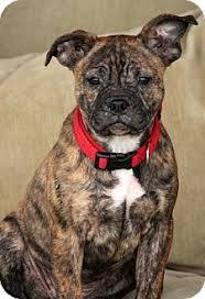 Maybe you would like to learn more about one of these? Pennigton Nj French Bulldog Meet Paris A Pet For Adoption