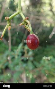 Image result for Rhoicissus revoilii