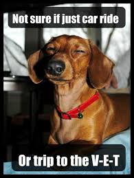 The Animal Rescue Page On Facebook Just Posted This Funny Dachshund Cute Animal Pictures Funny Dogs