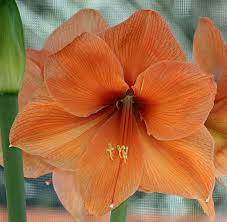 Amaryllis Hippeastrum Peach Melba In The Amaryllis Database All Things Plants Plants Amaryllis Peach Melba