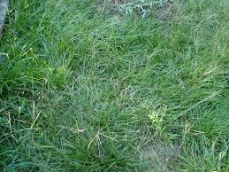 Image result for Axonopus